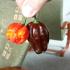 Scorpion a Habanero