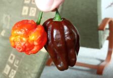 Scorpion a Habanero
